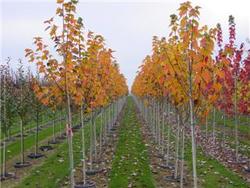 Acer rubrum 'Northwood' — photo 2